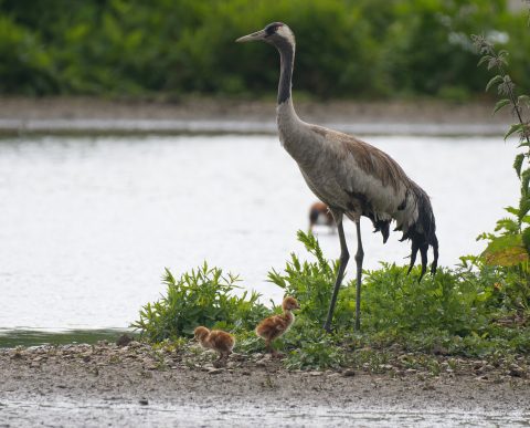 Slimbridge